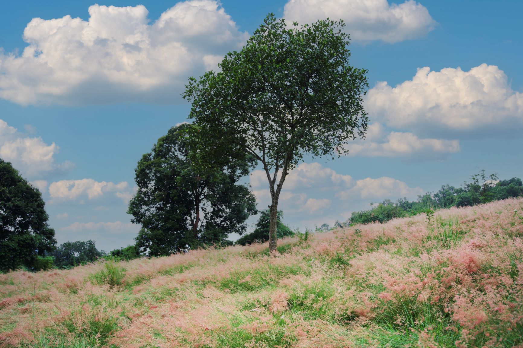 A Ban Lun, commune de Muong Sang, à environ 7 km du centre-ville de Moc Chau, une colline d'herbe rose vient d'apparaître, « aussi belle qu'une scène de film coréen ». Cette colline herbeuse d'une superficie de plus de 3000m2 a été plantée pendant environ 3 mois, les fleurs fleurissent à la fin de l'année, embellissant le début de l'hiver à Moc Chau.