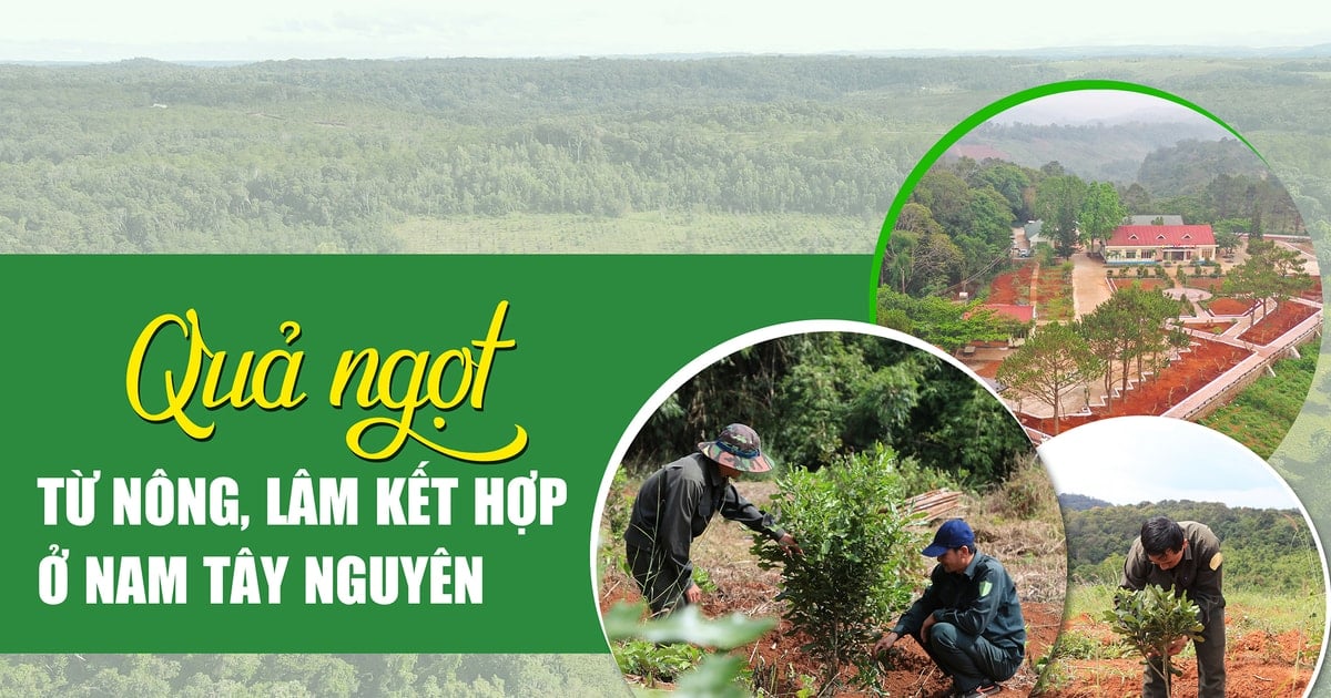 Quả ngọt từ nông, lâm kết hợp ở Nam Tây nguyên