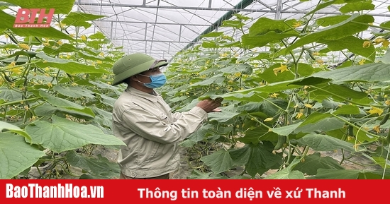 Liên kết sản xuất, bao tiêu sản phẩm vụ đông