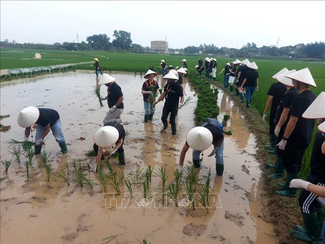 Du lịch trải nghiệm một ngày làm nông dân ở Làng cổ Đường Lâm thu hút khách quốc tế