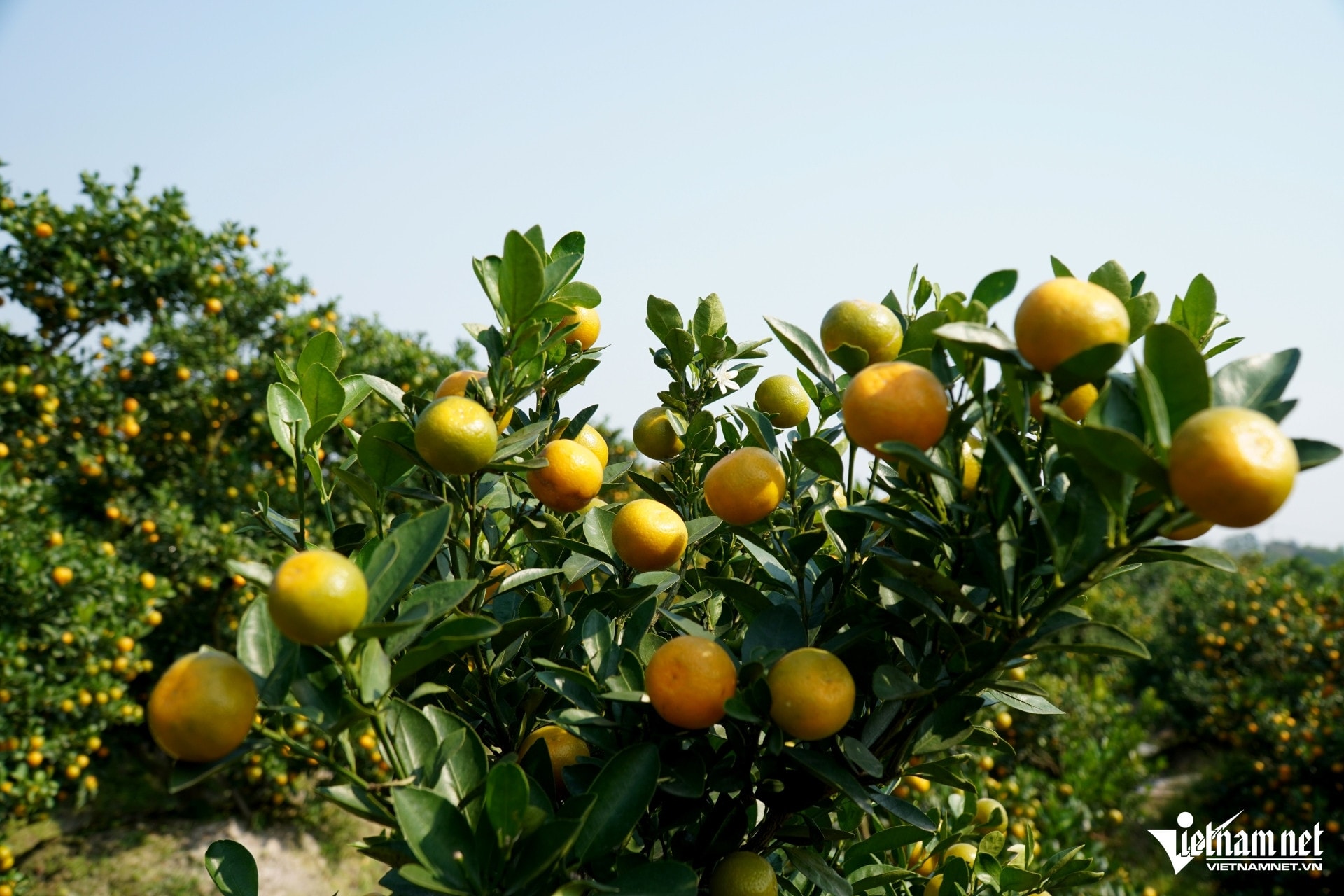 W-image 3Traders order kumquat early.JPG.jpg