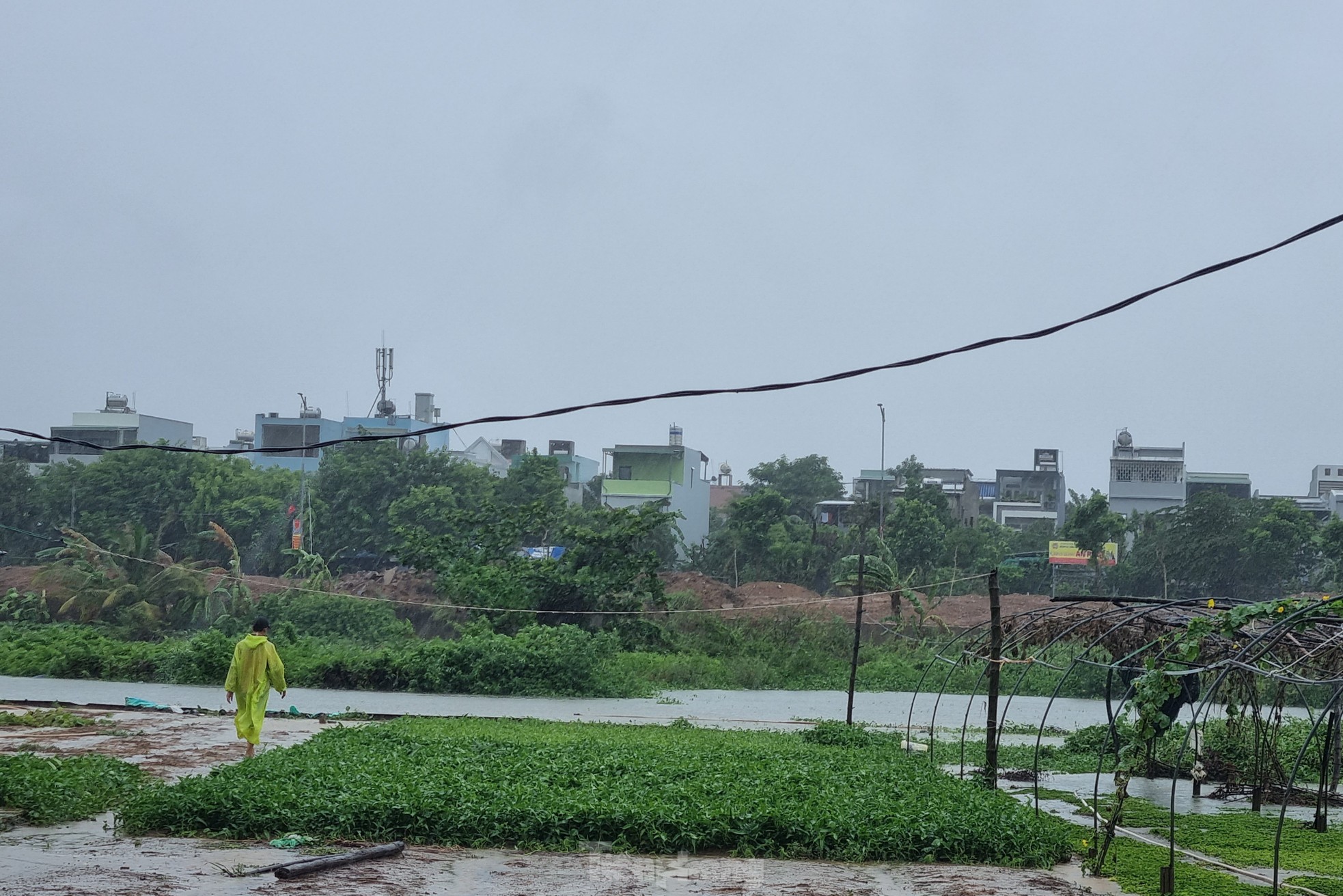 Nach anhaltendem Regen steht das größte Gemüseanbaugebiet in Da Nang unter Wasser. „Die Menschen können nicht rechtzeitig reagieren“, Foto 11