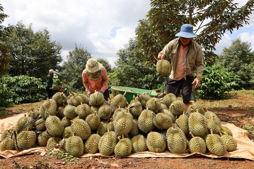 Nghiêm túc thực hiện kiểm soát đối tượng kiểm dịch thực vật tại các vùng trồng và cơ sở đóng gói