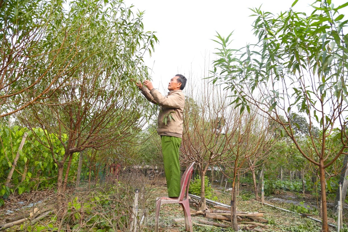 Tuốt lá, dưỡng nụ mang sắc Xuân ảnh 1