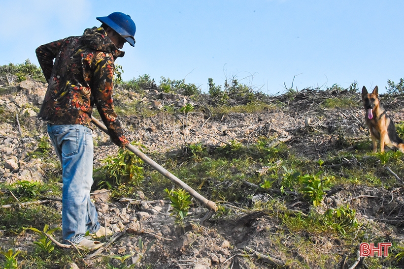 La plantación de árboles silvestres de simulación da resultados inesperados en las colinas de Ke Go