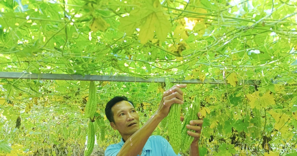 [写真] ジア・プー野菜栽培地域に緑が戻ってきた