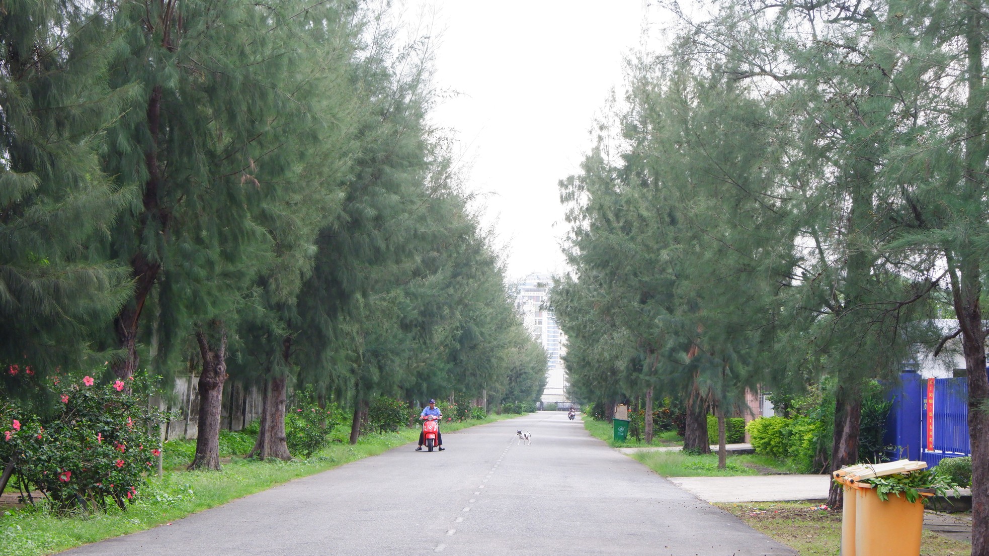 Rangées vertes et fraîches d'anciens arbres casuarina dans le parc industriel de Da Nang, photo 4