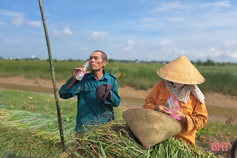 Vụ cói kém vui của người dân “ốc đảo Hồng Lam