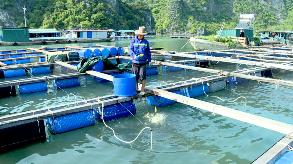 Fishermen in the province assigned to the sea area are excited to restore aquaculture activities in early 2025.