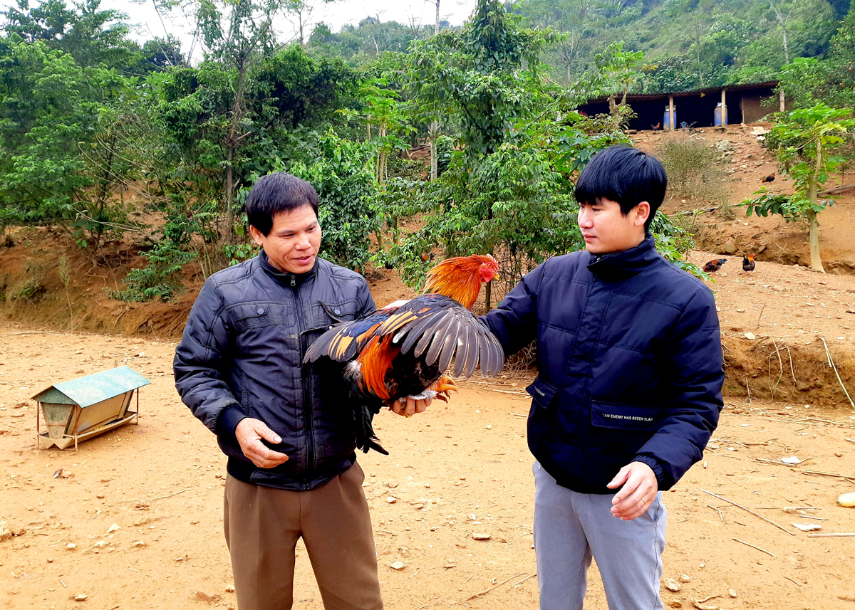 El Sr. Vi Thanh Nong (izquierda) presenta sus casi 10 años de experiencia en la crianza de gallos castrados.