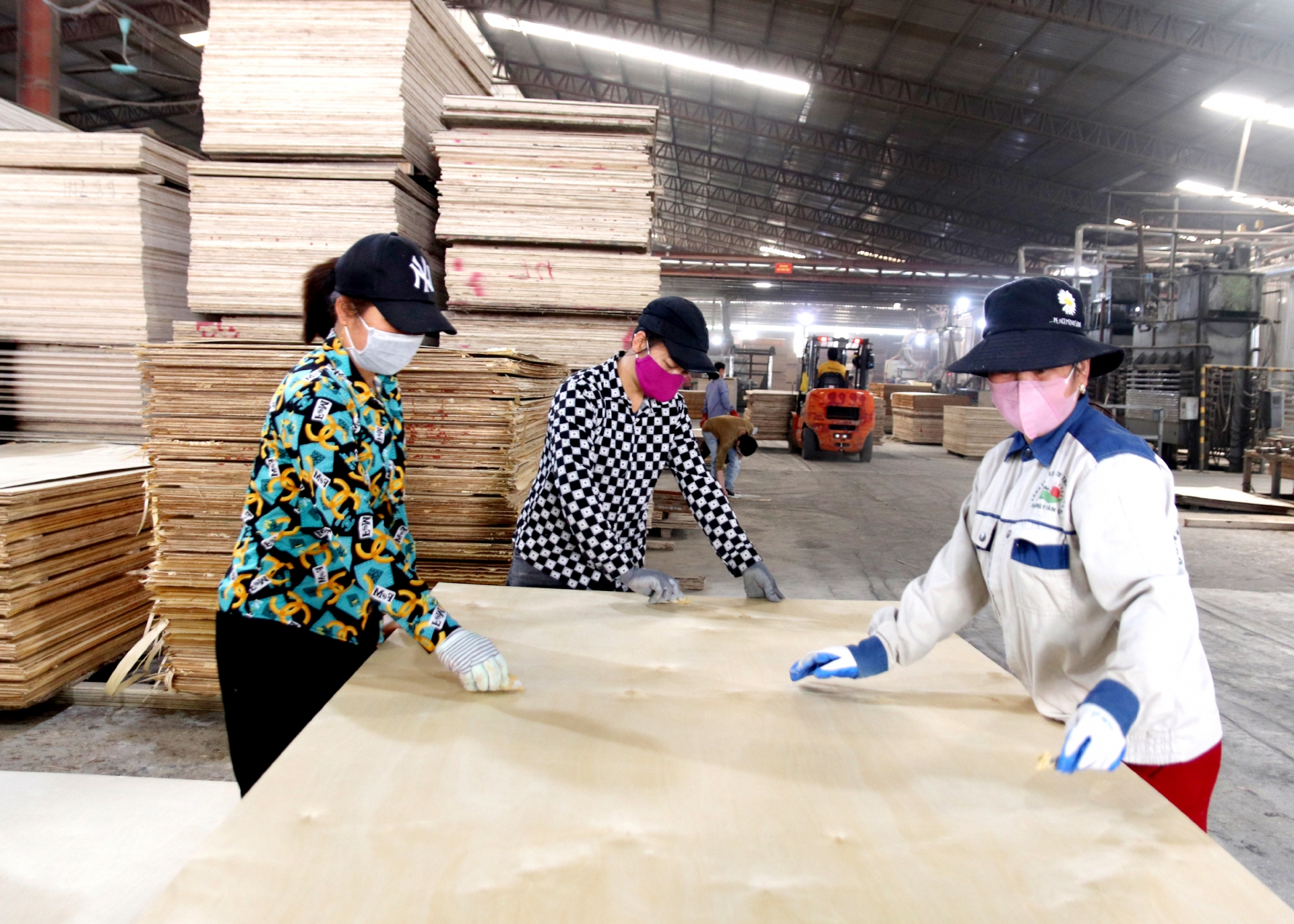 Producing plywood for export at Thai Hoang Construction and Trading Joint Stock Company, Vinh Tuy town (Bac Quang).