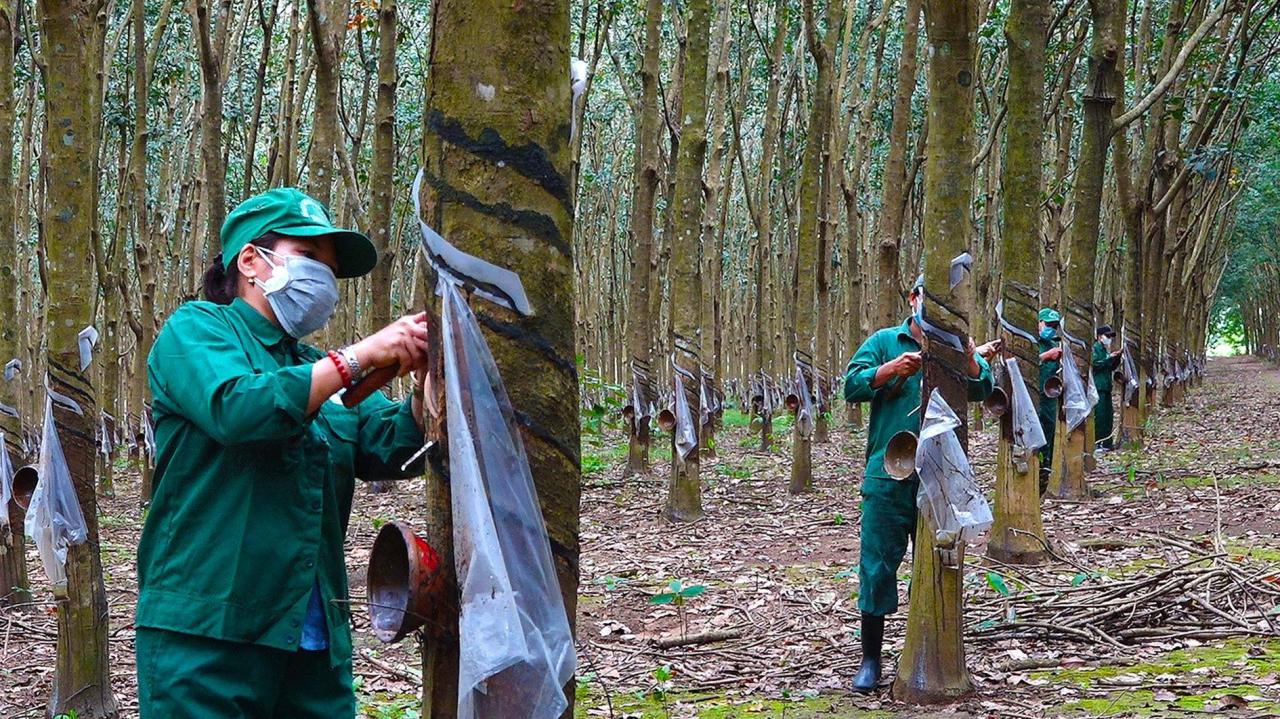 Récolte du caoutchouc à Duc Linh Anh, Pays-Bas._a2c6dcbb1528093071c9fe034dbd08e0.jpg