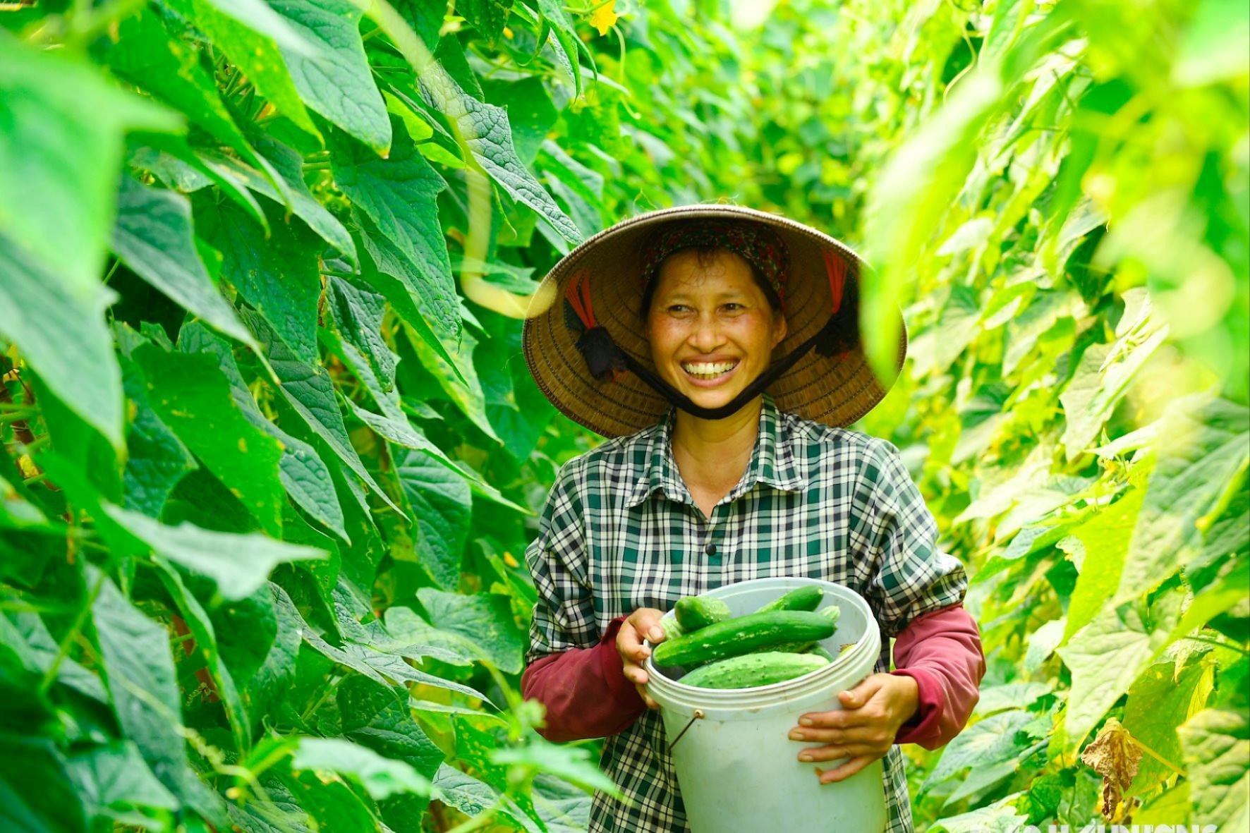 Farmer Quyet Thang (Hai Duong City) earns a profit of 9-10 million VND per sao of cucumber.