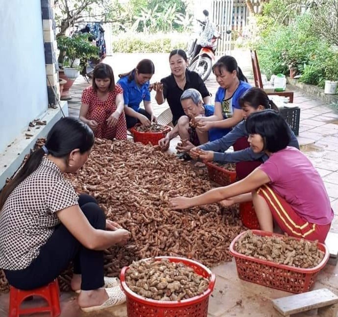 Phụ nữ dân tộc Mường Yên Lập giảm nghèo từ cây nghệ