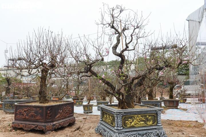 Les anciens pêchers forestiers de Son La rivalisent pour montrer leurs formes à Hanoi, au prix de centaines de millions de VND/arbre - 16