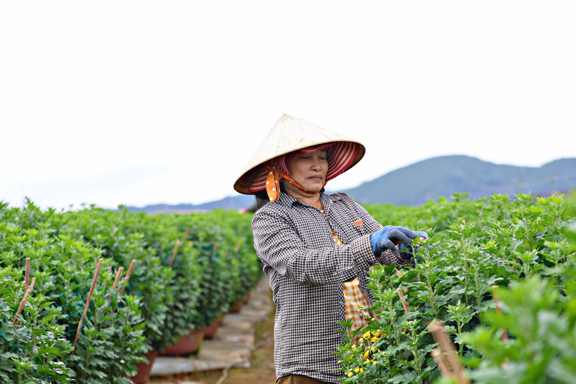 La aldea de crisantemos en la aldea Krang Go 2, comuna de Quang Lap, distrito de Don Duong, actualmente tiene alrededor de 20 hogares que se especializan en el cultivo de crisantemos en macetas para la temporada del Tet.