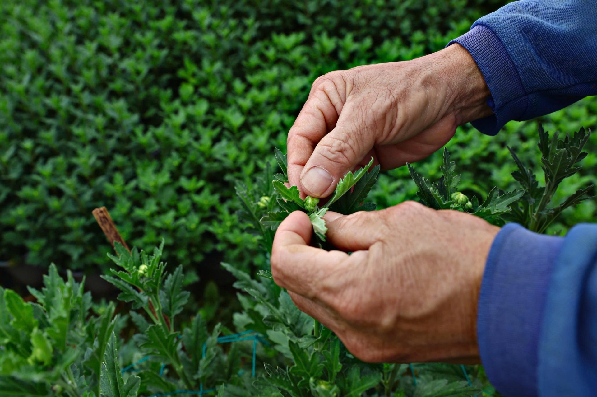 Para tener una maceta con flores de colores hermosos y grandes y uniformes, es necesario recortar los pequeños cogollos alrededor para que la planta pueda concentrar los nutrientes para nutrir los cogollos principales.