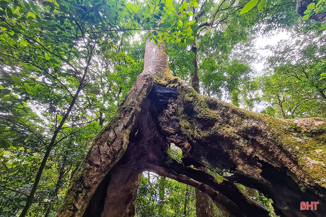 Discover the hidden beauty of Vu Quang National Park