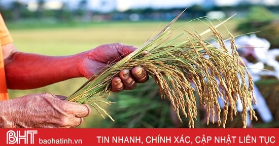 Sớm hoàn thiện hồ sơ đăng ký bảo hộ nhãn hiệu “Gạo rươi Đức Thọ”