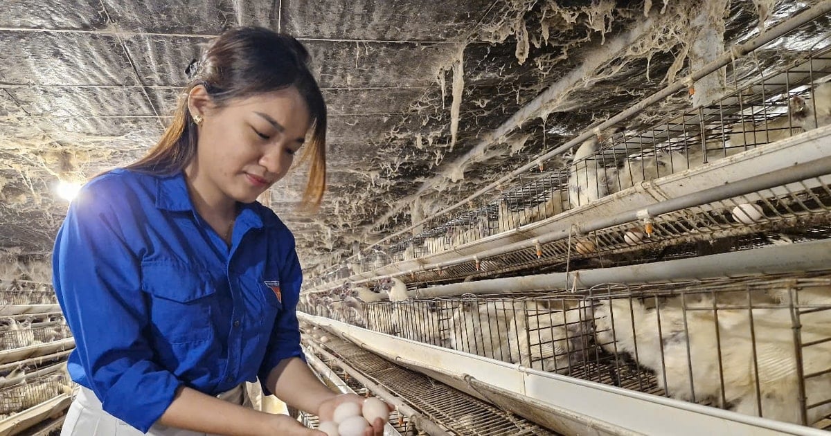 "Hao Nhan Black Egg" brand in Duy Xuyen