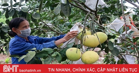 Nông dân Thượng Lộc thu khoảng 17 tỷ đồng từ bưởi