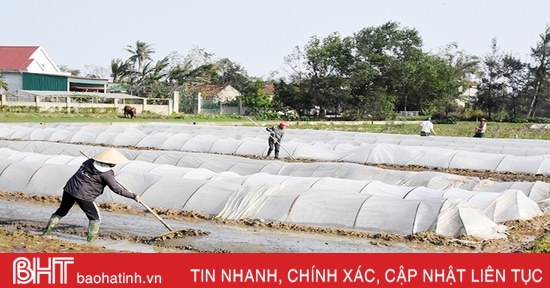 Lộc Hà phấn đấu phủ kín hơn 4.774 ha cây trồng vụ xuân