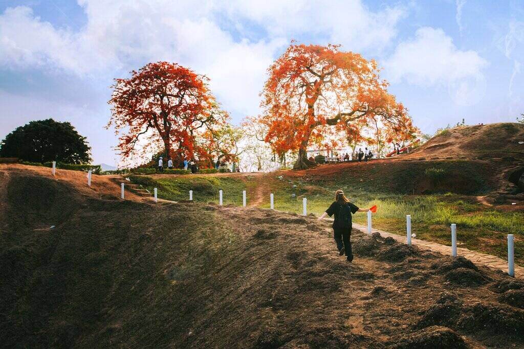 Hill A1 គឺពោរពេញទៅដោយផ្កា Royal Poinciana ពណ៌ក្រហមភ្លឺ។ រូបថត៖ ឡេវី