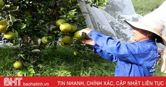 Thượng Lộc dự kiến thu gần 47 tỷ đồng từ cam