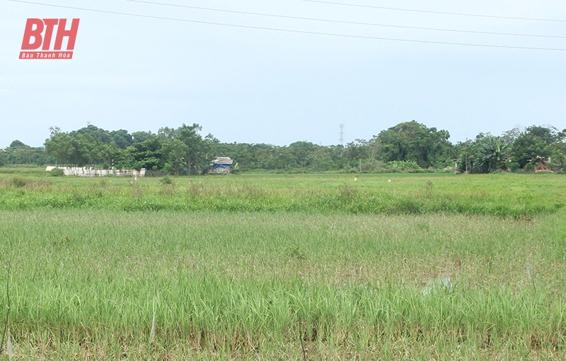 Cơ chế “trói buộc” nông nghiệp - “Xé rào” để đột phá (Bài 1): “Bờ xôi ruộng mật” bỏ hoang khắp nơi