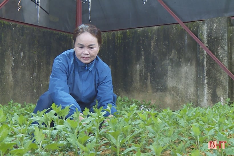 하띤의 설날을 기다리는 꽃밭의 반짝이는 불빛