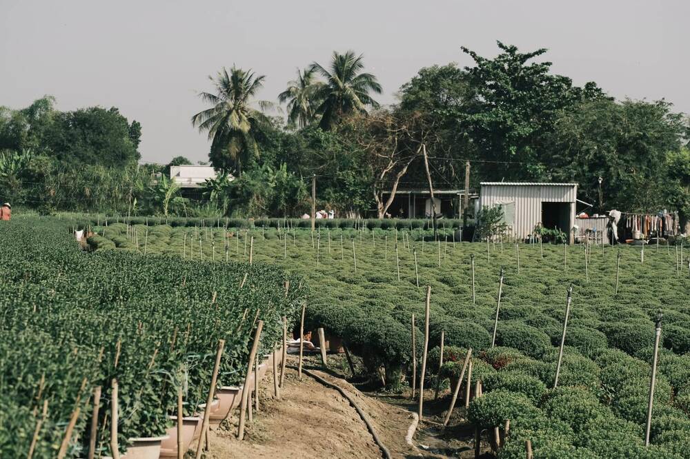 “ព្រះអាទិត្យពេលព្រឹកគឺទន់ភ្លន់ ដូច្នេះការថតរូបនឹងកាន់តែស្រស់ស្អាត។ លើសពីនេះទៀត នេះក៏ជាពេលដែលអ្នកថែសួនថែរក្សា និងស្រោចទឹកផងដែរ ដូចនេះបរិយាកាសនឹងមានសភាពអ៊ូអរ។ ជាពិសេស ពេល​មក​ដល់​ពេល​រសៀល អ្នក​អាច​មើល​ថ្ងៃ​លិច​លើ​វាល​ផ្កា។ លោក ដេត បញ្ជាក់​ថា នៅ​ពេល​អ្នក​មក​ថត​រូប អ្នក​អាច​សុំ​ម្ចាស់​សួន​ដើម្បី​សុំ​ការ​អនុញ្ញាត​មើល​ផើង​ផ្កា​យ៉ាង​ជិត ដើម្បី​មើល​ភាព​អស្ចារ្យ និង​ថត​រូប​បាន​ល្អ​បំផុត»។ រូបថត៖ NVCC