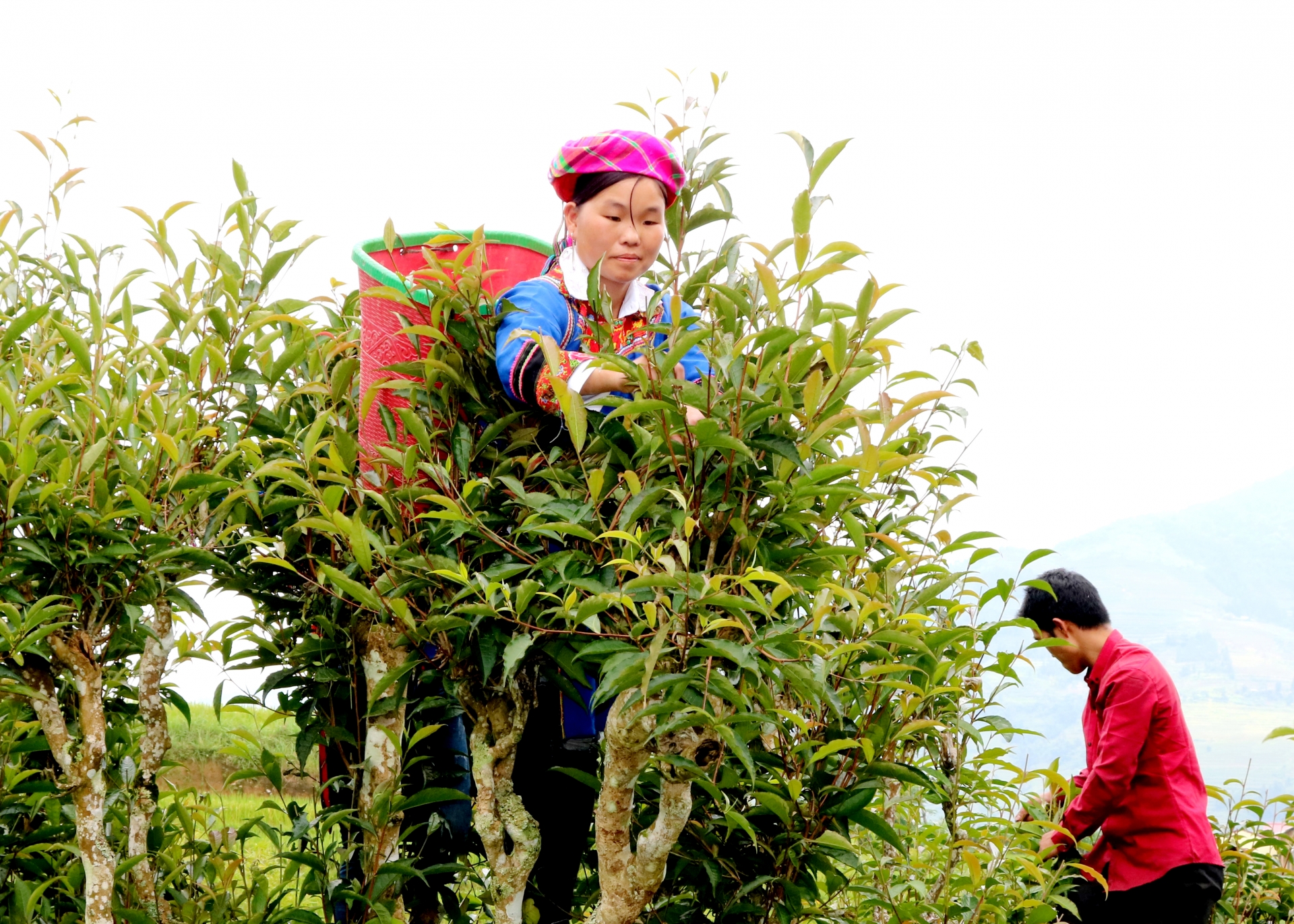 Tung San 코뮌(Hoang Su Phi) 사람들은 Shan Tuyet 차를 수확합니다. 사진: Nguyen Phuong