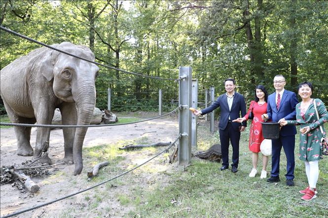 Vietnamese elephants create attraction for Cottbus Zoo