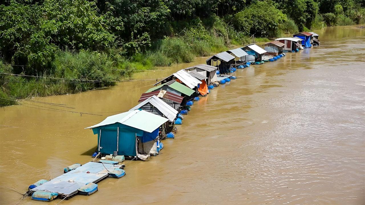 Élever des alevins dans la rivière, c'est comme une rivière à Tanh Linh Anh N. Lan.jpg