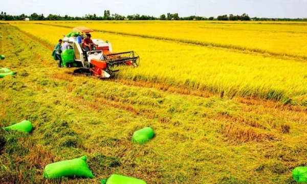 Se espera que en 2025 el sector agrícola crezca entre un 3,3 y un 3,4%