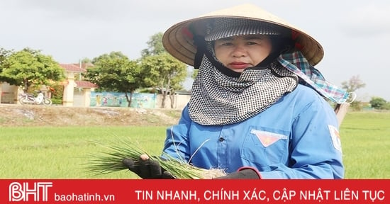 Thiếu nguồn nước tưới, người dân vùng mỏ sắt Thạch Khê sản xuất lúa đánh cược với trời