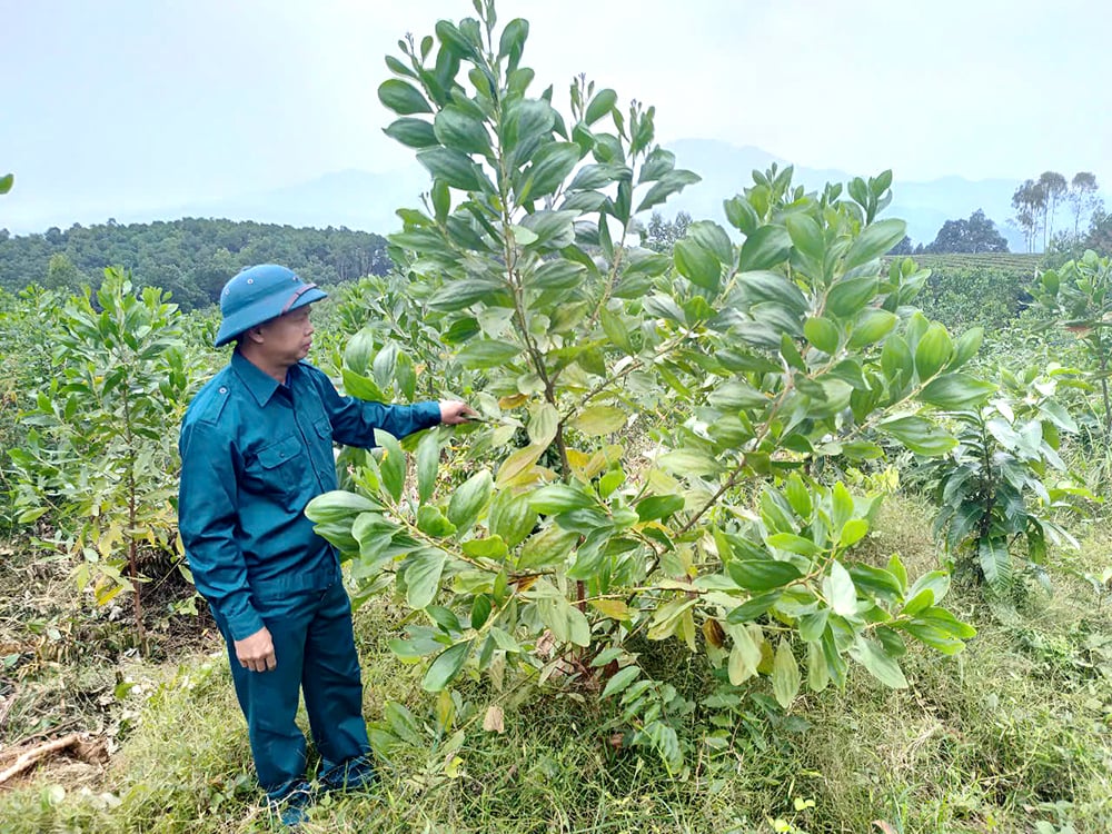 Giữ màu xanh no ấm