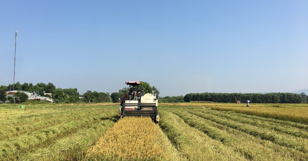 District de M'Drắk : la production alimentaire totale est estimée à plus de 78 000 tonnes