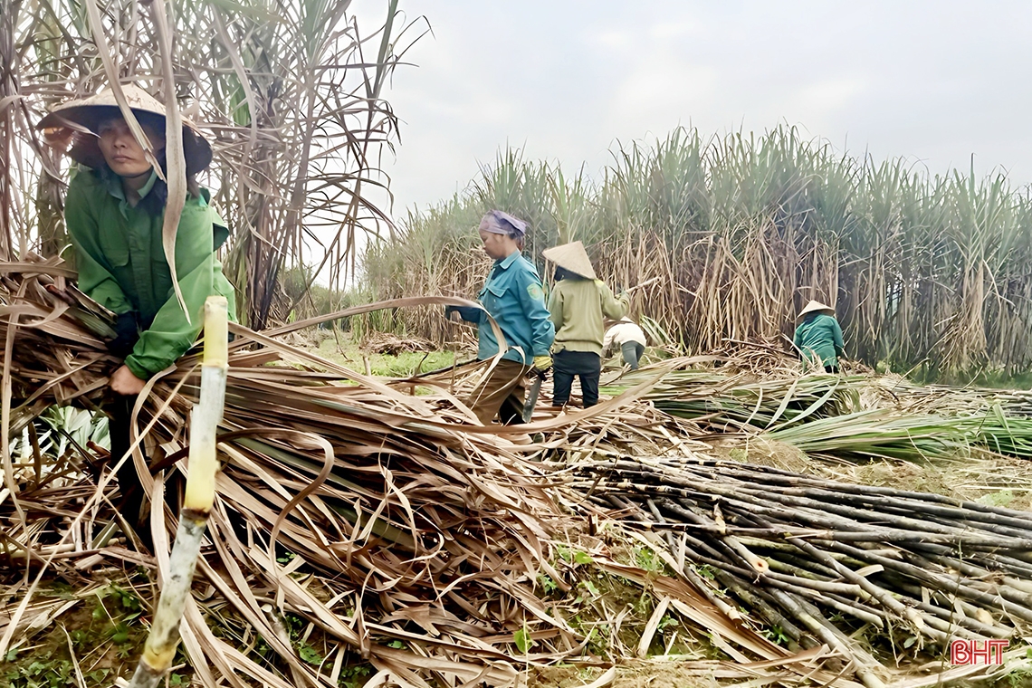 Làng mật mía Thọ Điền rộn ràng vào vụ tết