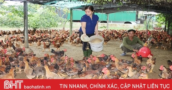 Giá gà thương phẩm ở Hà Tĩnh tăng cao, nhiều hộ tái đàn “đon” thị trường tết