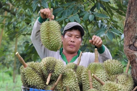 Kim ngạch xuất khẩu rau quả của cả nước cán đích sớm trước 1 tháng