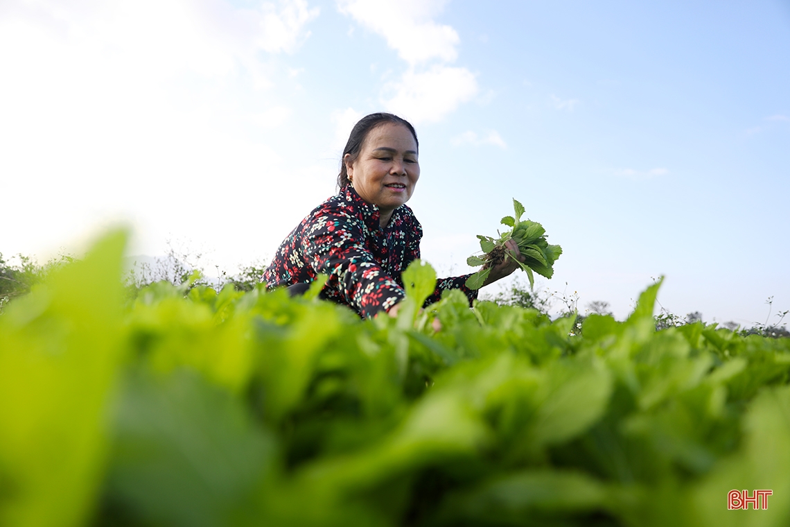 Vegetable farmers in Ky Anh town expect a good harvest and good price for Tet