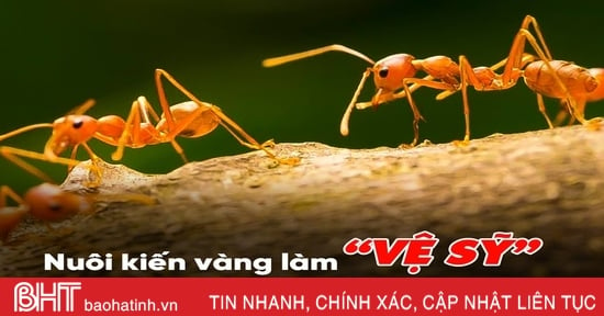 Nuôi kiến vàng làm “vệ sỹ” vườn cây ăn quả ở Hà Tĩnh