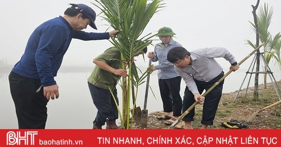 La ciudad de Ha Tinh plantó cerca de 5.000 cocoteros en el área ecológica de Dong Ghe.