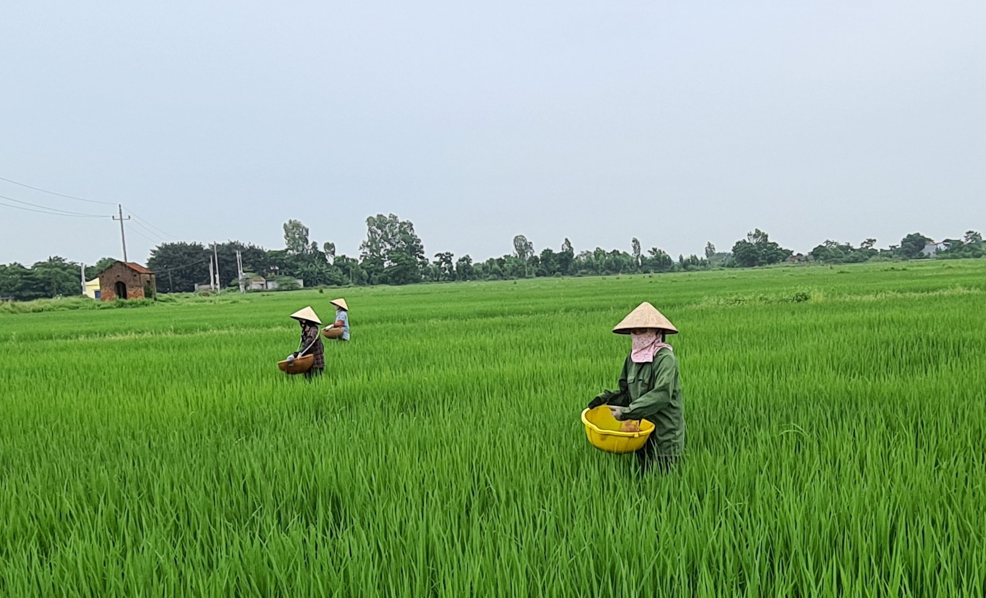 Vùng lúa chất lượng cao quy mô lớn của Hải Dương ở đâu?