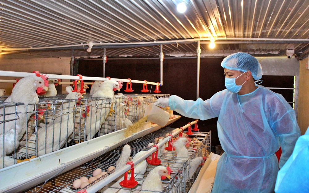Vietnamesisches Geflügelfleisch kann nach China exportiert werden. Bild: DNCC