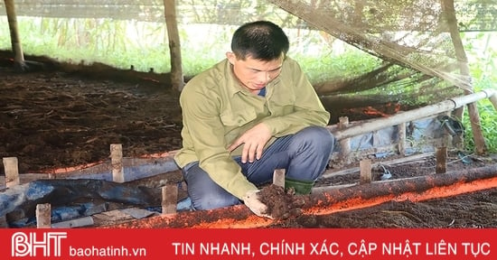 Triển vọng từ mô hình nuôi giun quế ở Vũ Quang