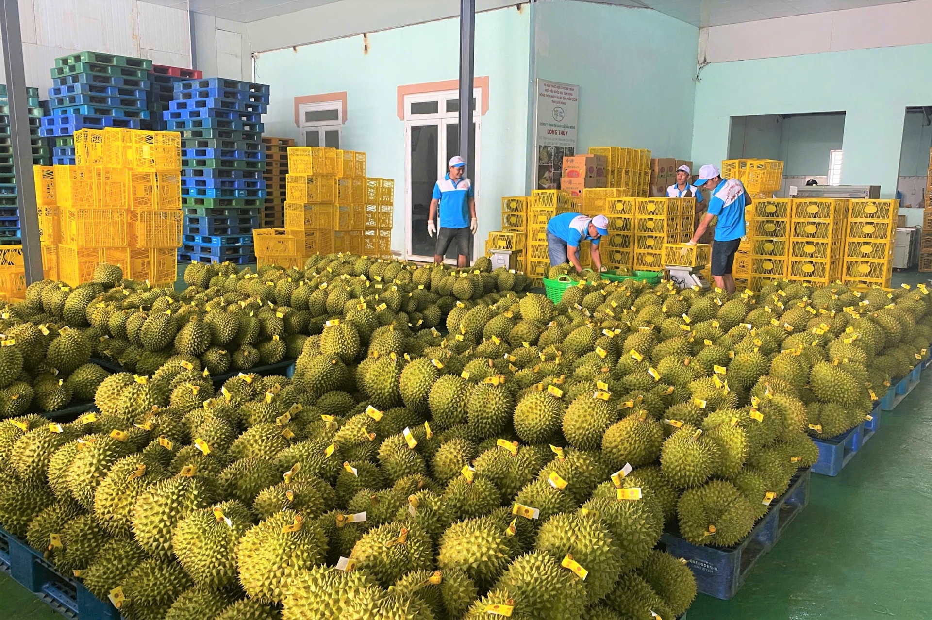 Long Thuy Durian ist eines der 3-Sterne-OCOP-Produkte, die auf den chinesischen Markt exportiert werden und einen hohen wirtschaftlichen Wert haben.