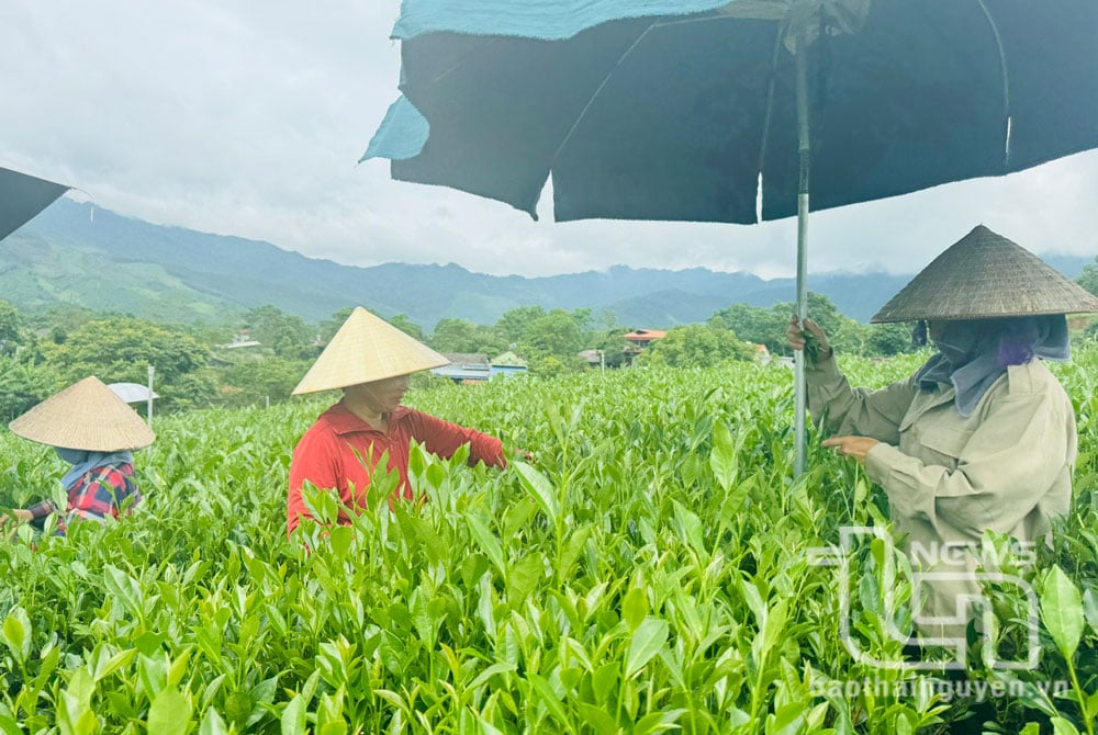 Die Menschen im Weiler Hoa Tien 2 der Gemeinde Minh Tien ernten Tee.