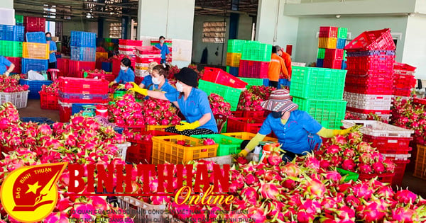 Oportunidad para que la fruta del dragón Binh Thuan aumente su valor. Lección 2